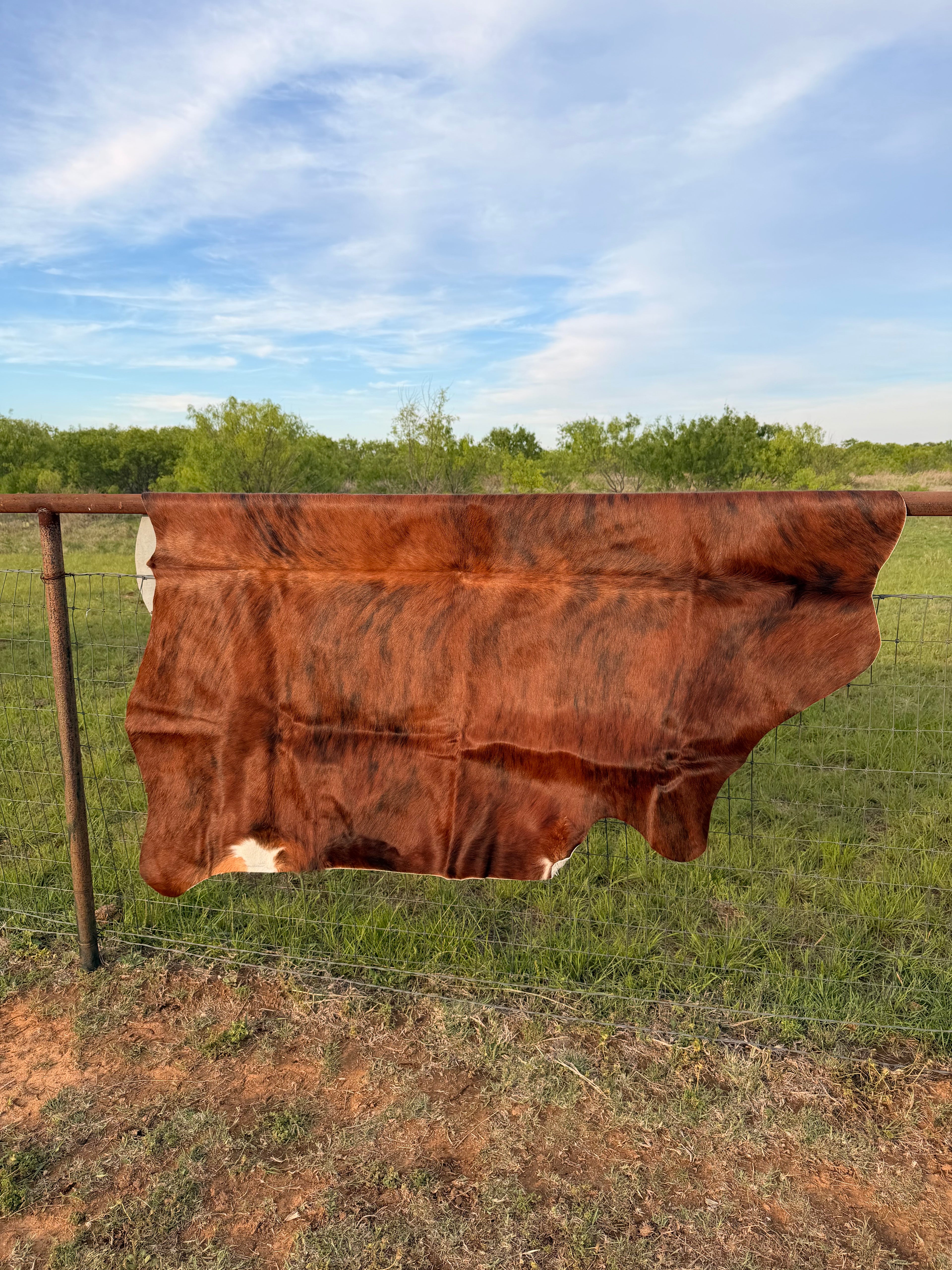 Cow Hide