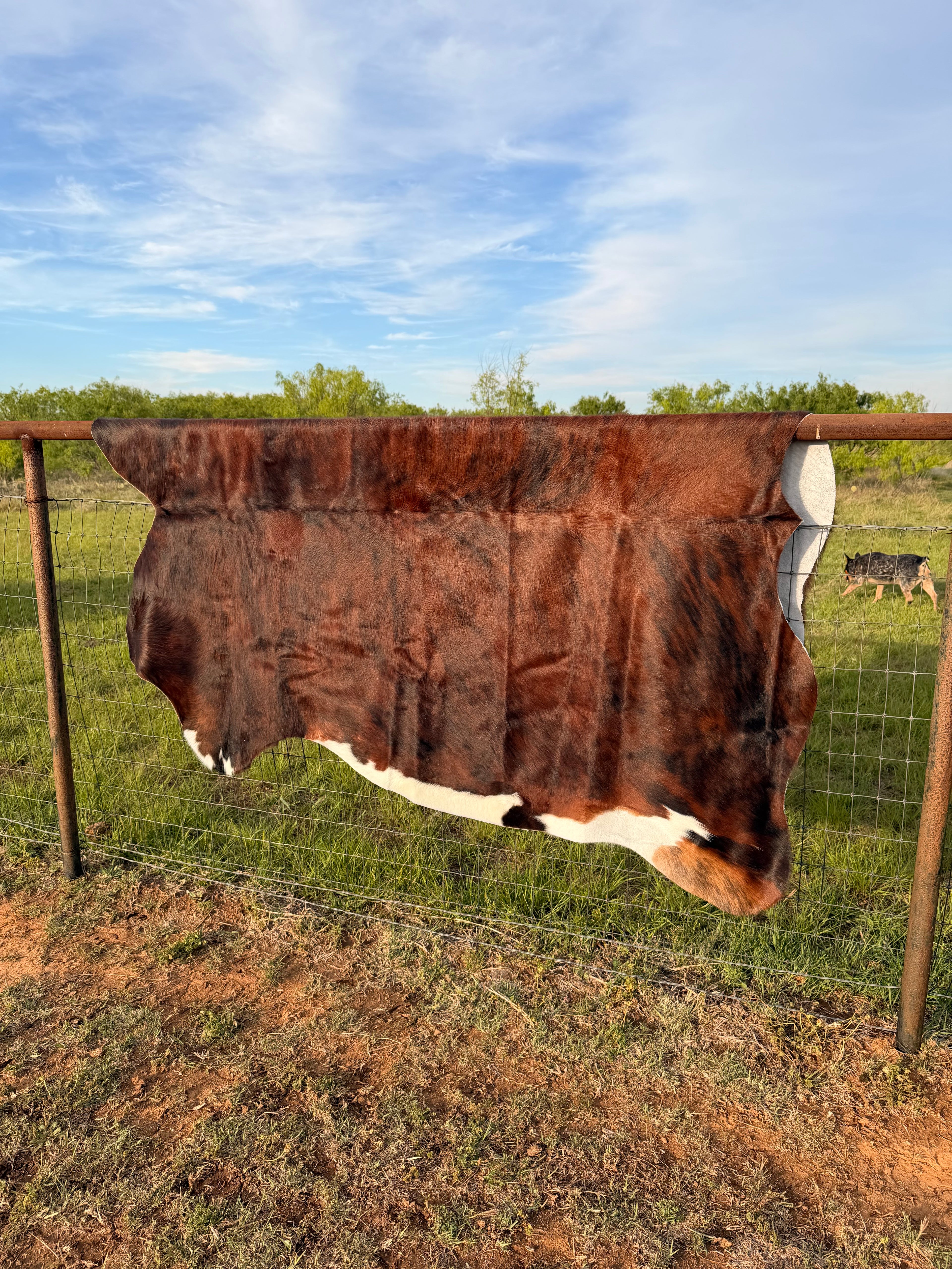 Cow Hide